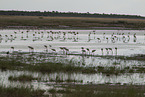 Flamingos