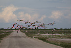 Flamingos