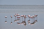 Flamingos