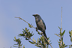 Florida scrub jay