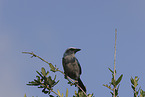 Florida scrub jay