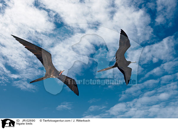 frigate birds / JR-02690