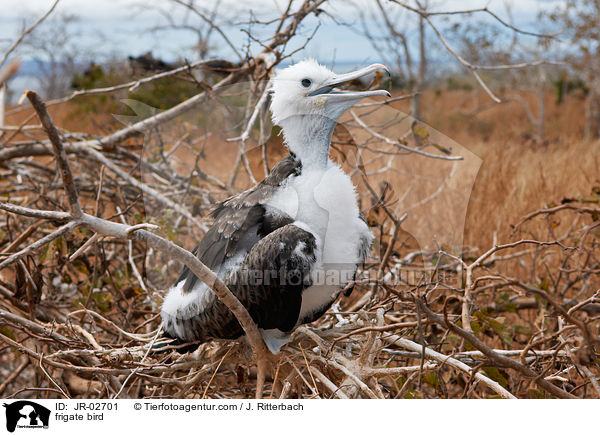 Fregattvogel / frigate bird / JR-02701