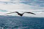 frigate bird