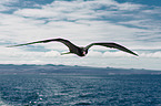 frigate bird