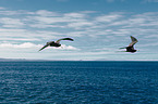 frigate birds