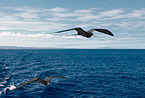 frigate birds