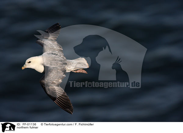 Eissturmvogel / northern fulmar / FF-01136
