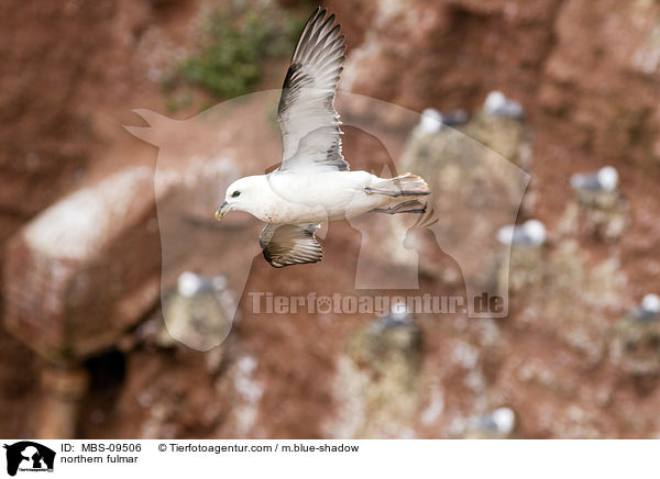 northern fulmar / MBS-09506