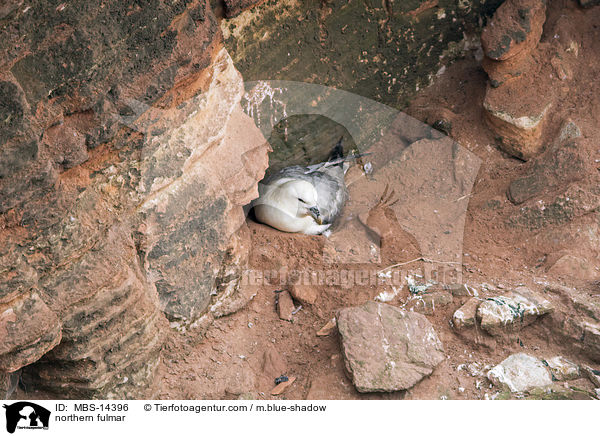 Eissturmvogel / northern fulmar / MBS-14396