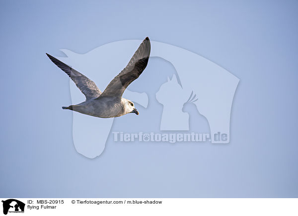 fliegender Eissturmvogel / flying Fulmar / MBS-20915
