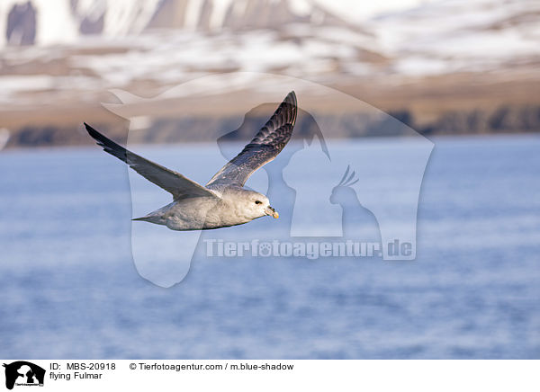 fliegender Eissturmvogel / flying Fulmar / MBS-20918