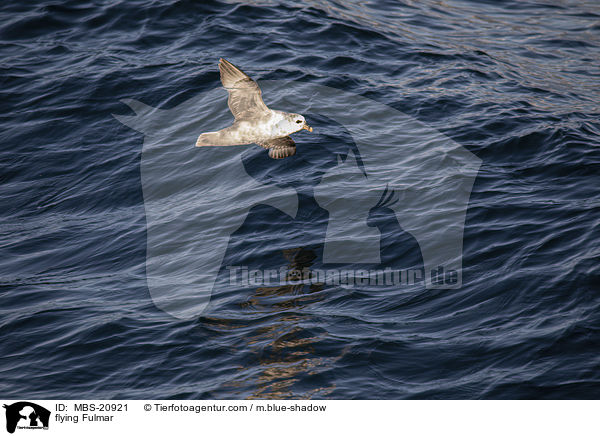 fliegender Eissturmvogel / flying Fulmar / MBS-20921