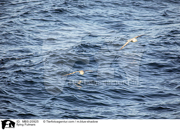 fliegende Eissturmvgel / flying Fulmars / MBS-20925