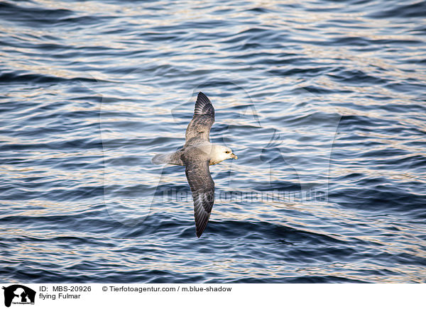 fliegender Eissturmvogel / flying Fulmar / MBS-20926