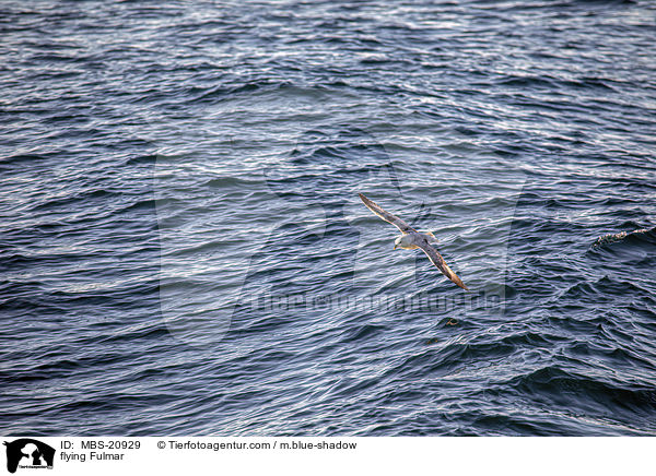 fliegender Eissturmvogel / flying Fulmar / MBS-20929