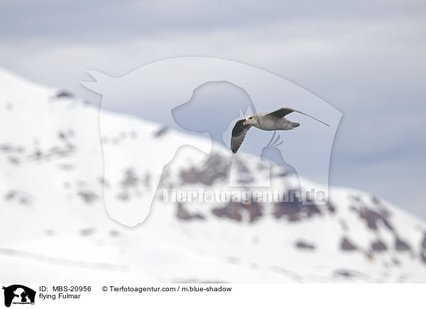 fliegender Eissturmvogel / flying Fulmar / MBS-20956