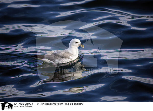 Eissturmvogel / northern fulmar / MBS-26933