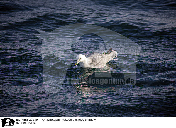 Eissturmvogel / northern fulmar / MBS-26939