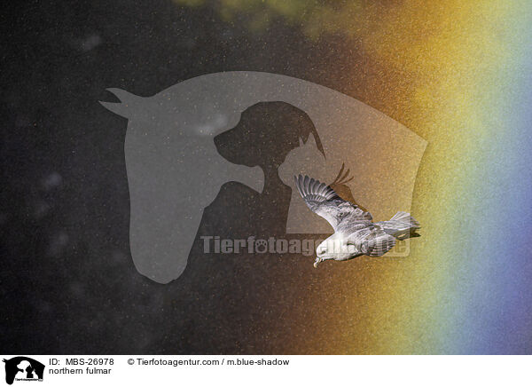 northern fulmar / MBS-26978