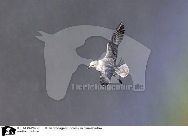 Eissturmvogel / northern fulmar / MBS-26990