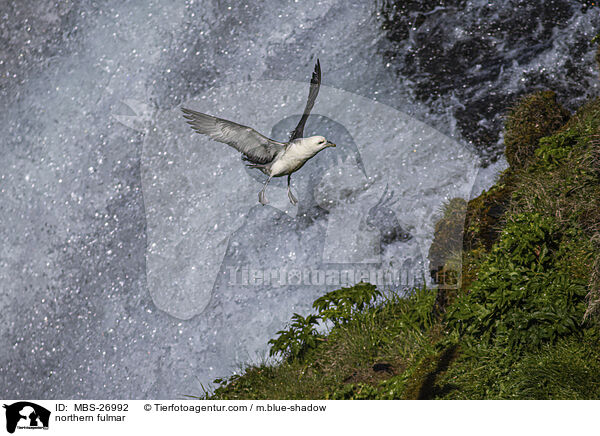 northern fulmar / MBS-26992