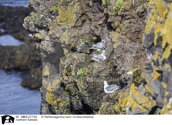 Eissturmvgel / northern fulmars / MBS-27130