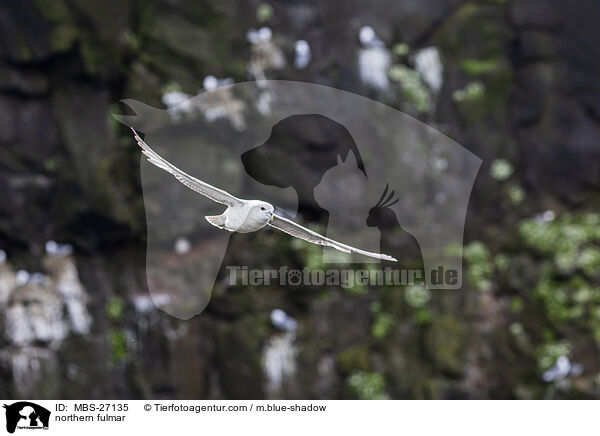 Eissturmvogel / northern fulmar / MBS-27135