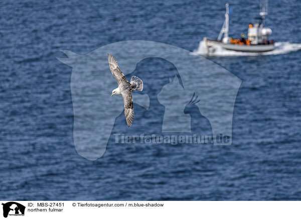 Eissturmvogel / northern fulmar / MBS-27451