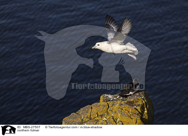 northern fulmar / MBS-27507