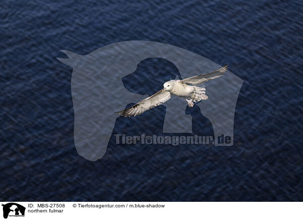 Eissturmvogel / northern fulmar / MBS-27508