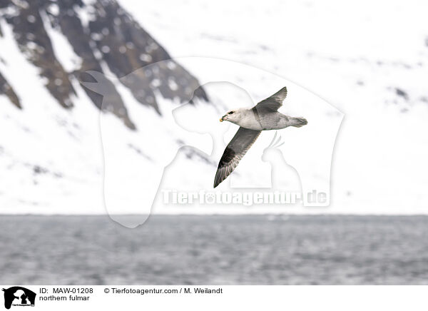 Eissturmvogel / northern fulmar / MAW-01208