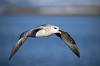 flying Fulmar