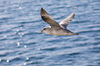 flying Fulmar