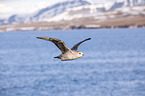 flying Fulmar