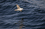 flying Fulmar