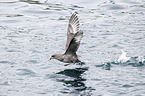 flying Fulmar