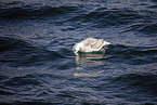 northern fulmar