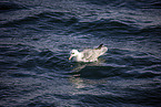 northern fulmar