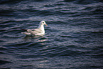 northern fulmar