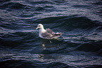 northern fulmar