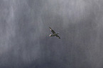 northern fulmar