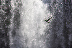 northern fulmar