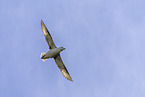 northern fulmar