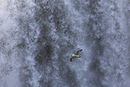 northern fulmar