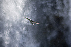 northern fulmar