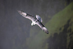 northern fulmar
