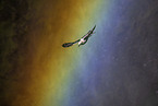 northern fulmar
