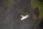 northern fulmar