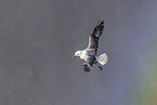 northern fulmar